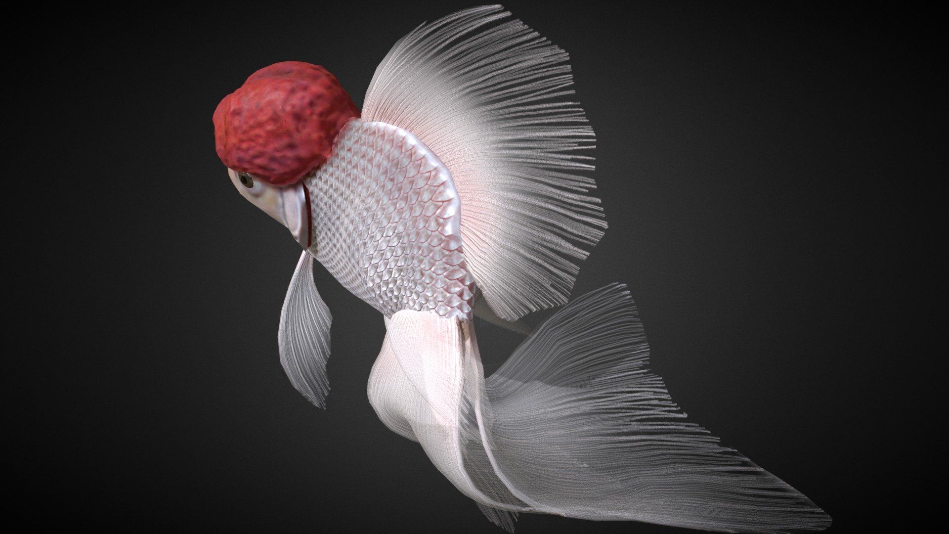 1920x1080 Redcap Oranda goldfish Free 3D model by somitsu [e530fd4]