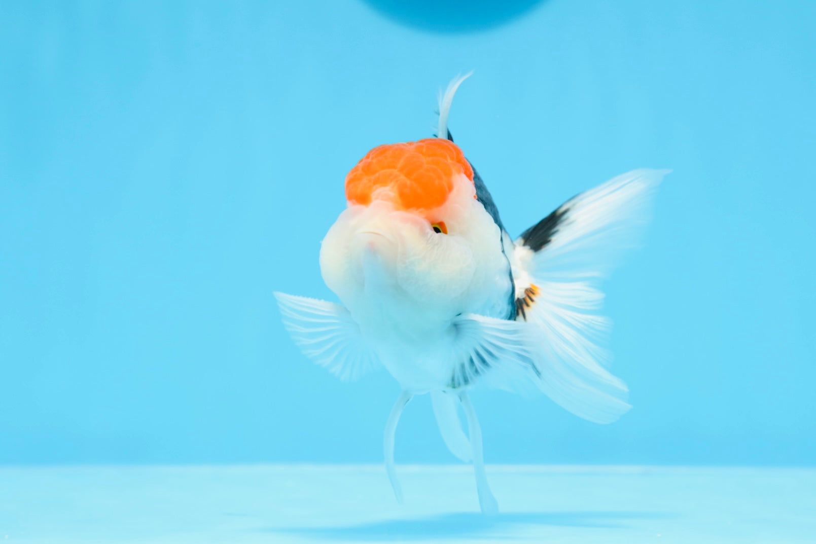 1609x1073 A Grade Super Cute Tricolor Oranda Male 4 inches OR_06