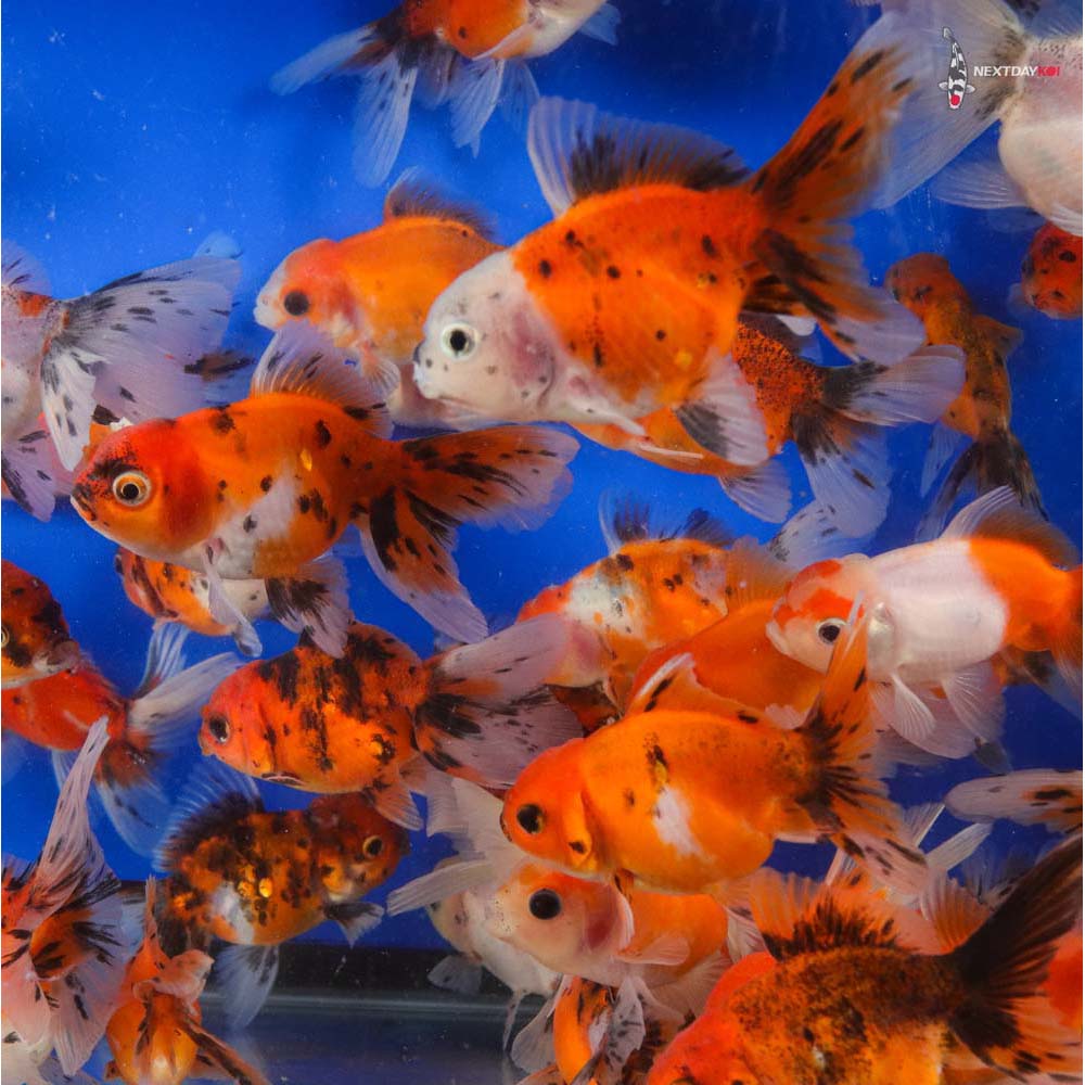1000x1000 3 3.5 Imported Calico Oranda Goldfish. Next Day Koi