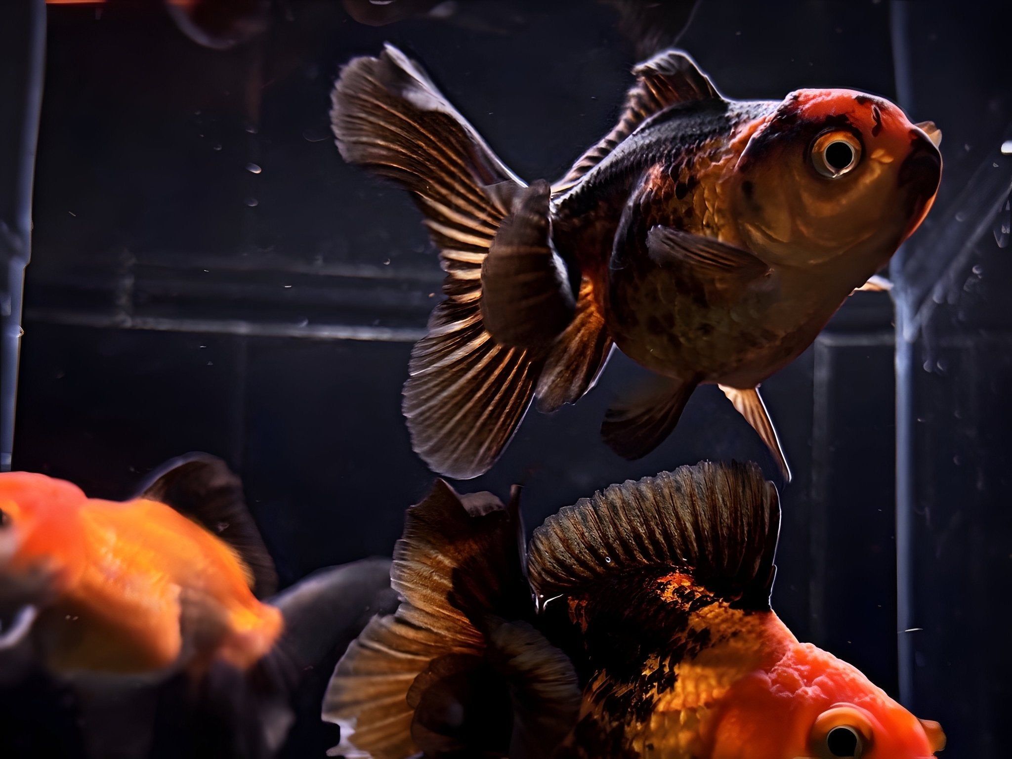 2048x1536 Red & Black Thailand Oranda Goldfish.75 3.25