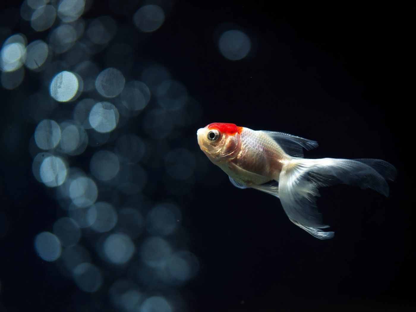 1400x1050 Oranda Wallpaper