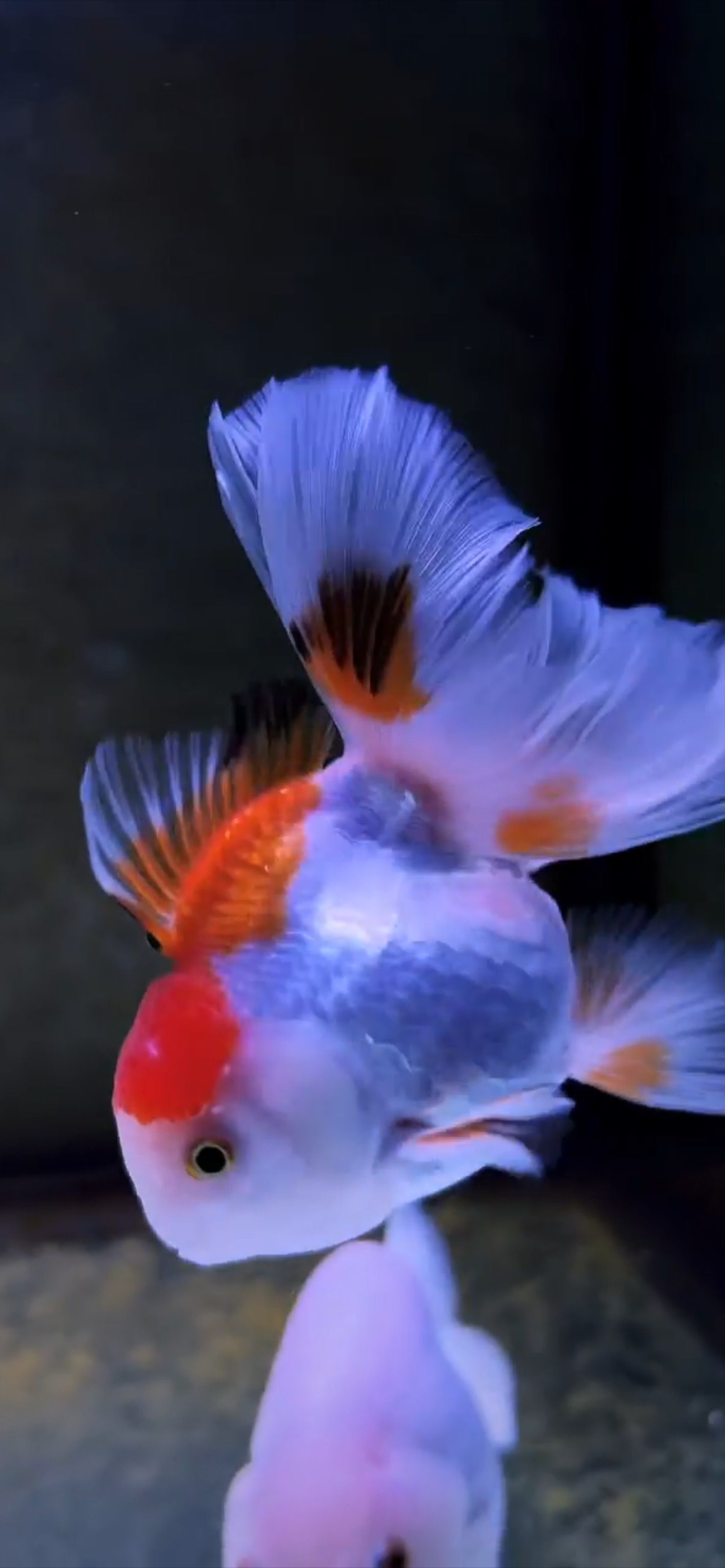 1420x3073 Goldfish
