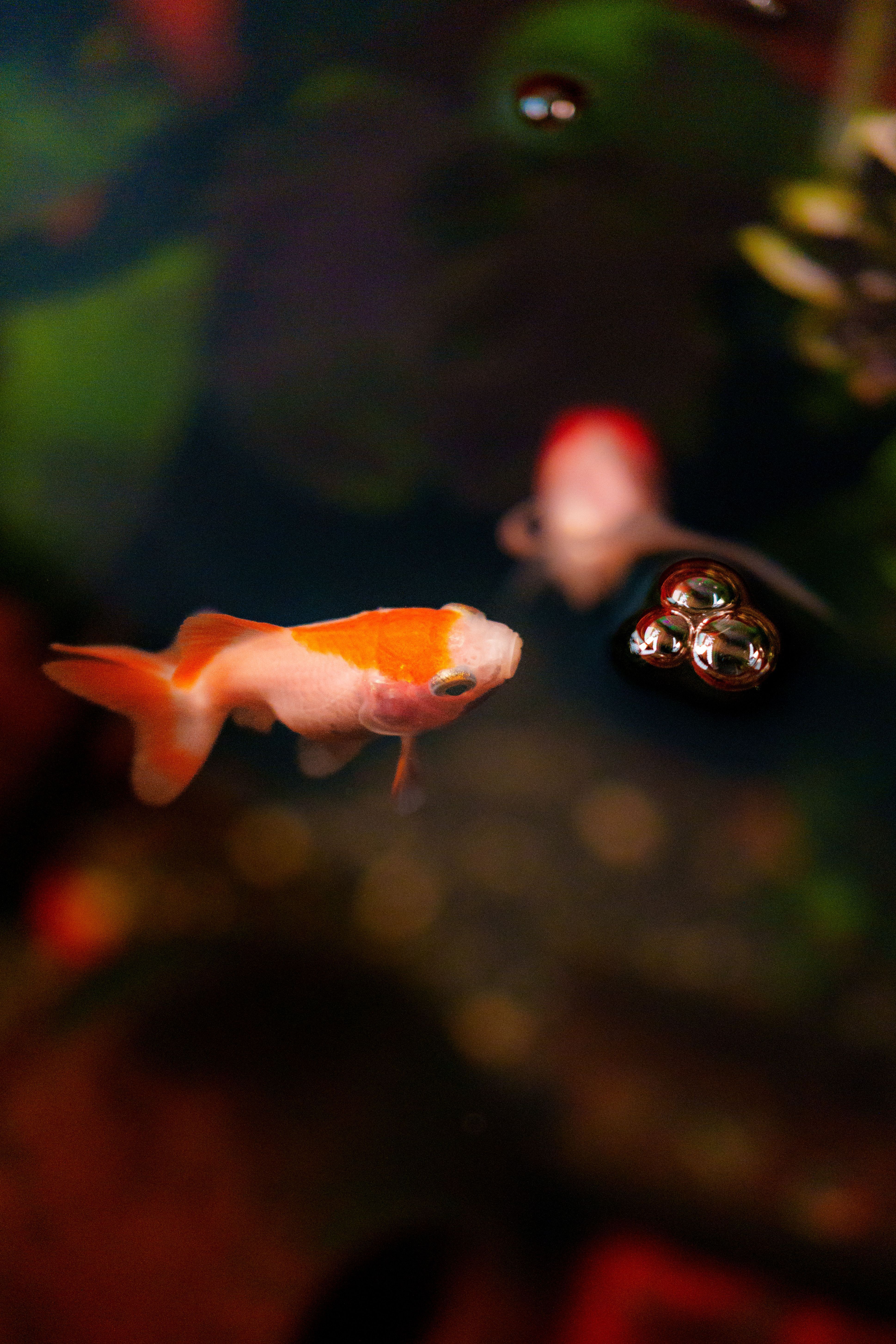 3877x5816 Captivating Goldfish Swimming in Aquarium · Free