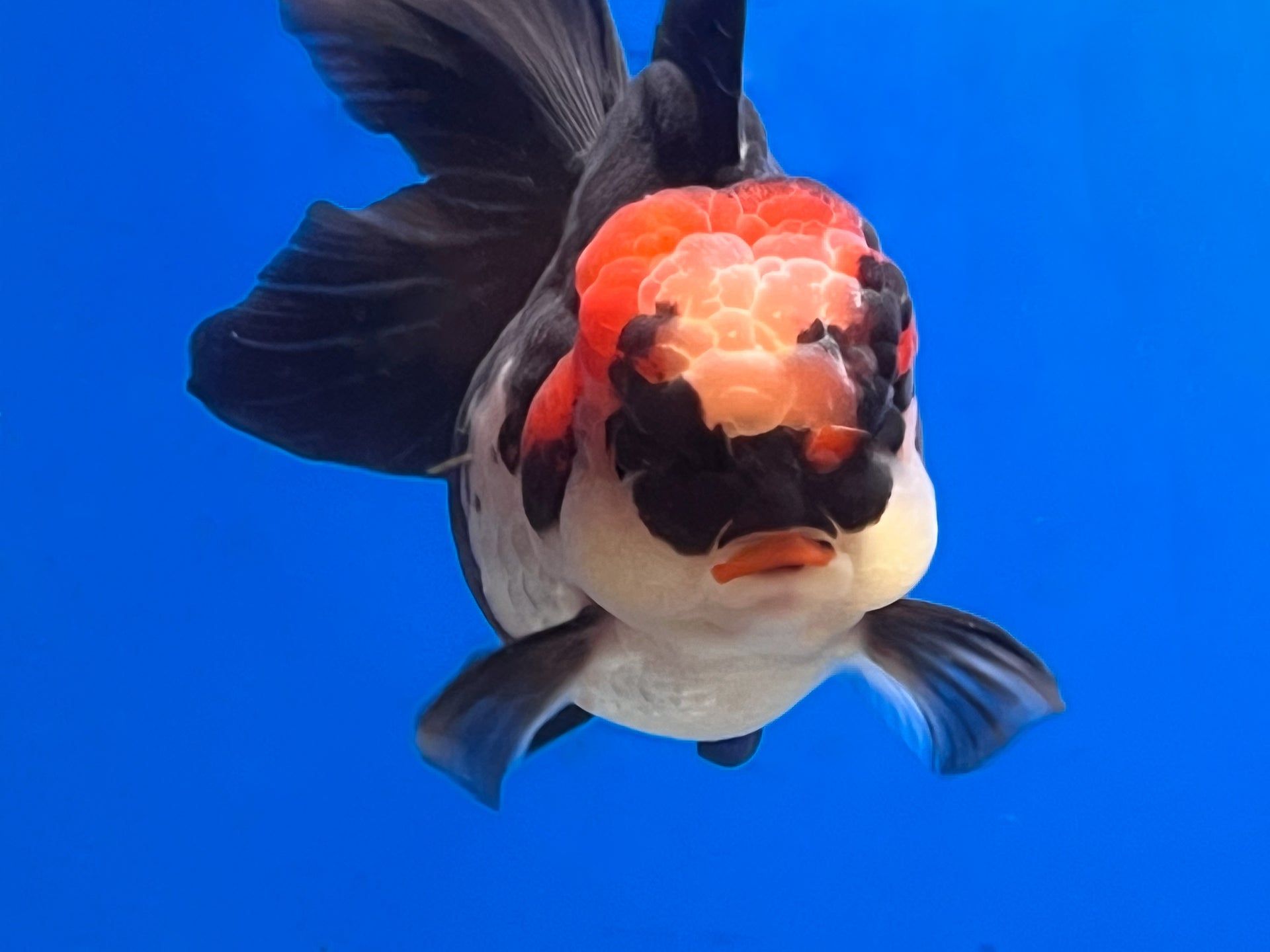 1920x1440 Tricolor Oranda 3.5 Inches (OR 0005_01)