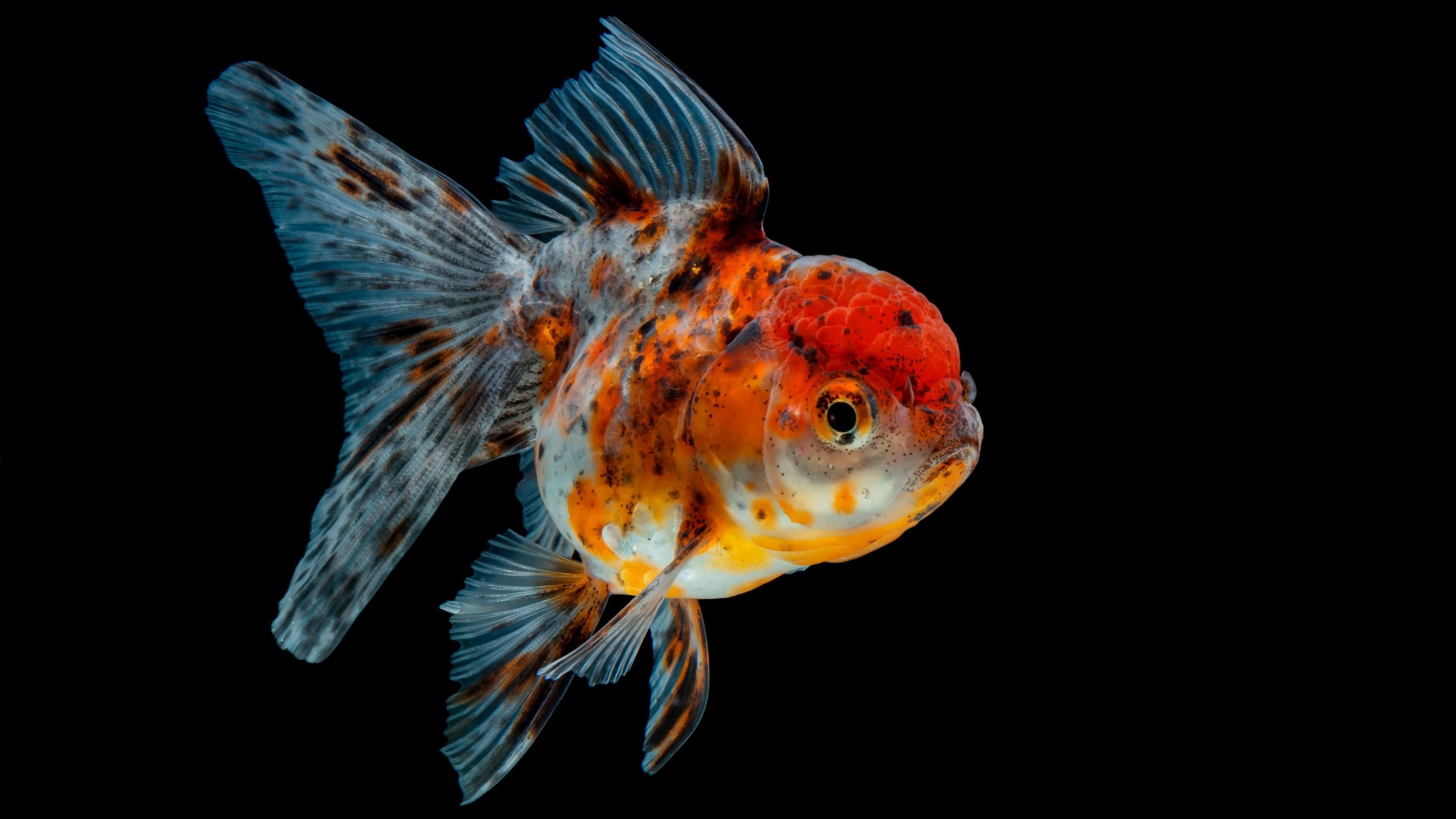 3840x2160 Goldfish Wallpaper