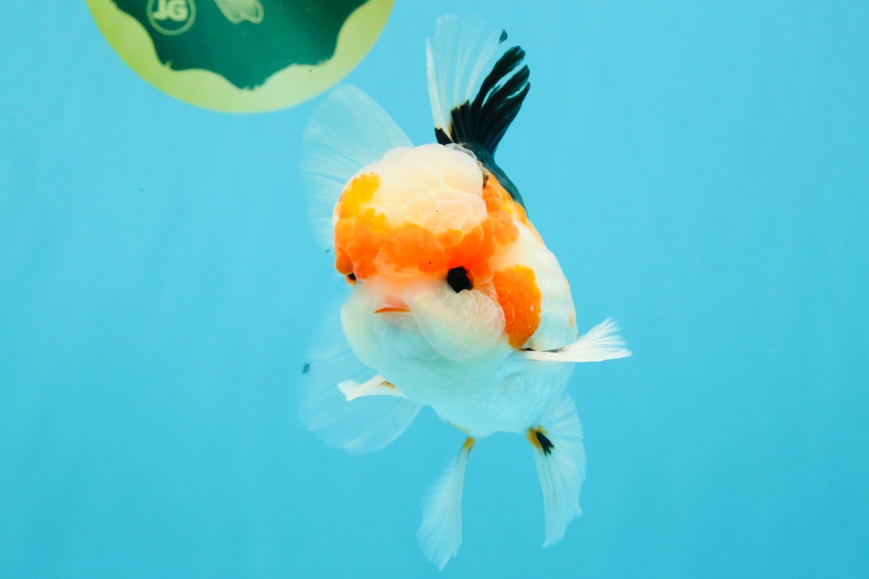1782x1188 AAA Grade Tricolor Oranda Male 5.5 inches OR_22