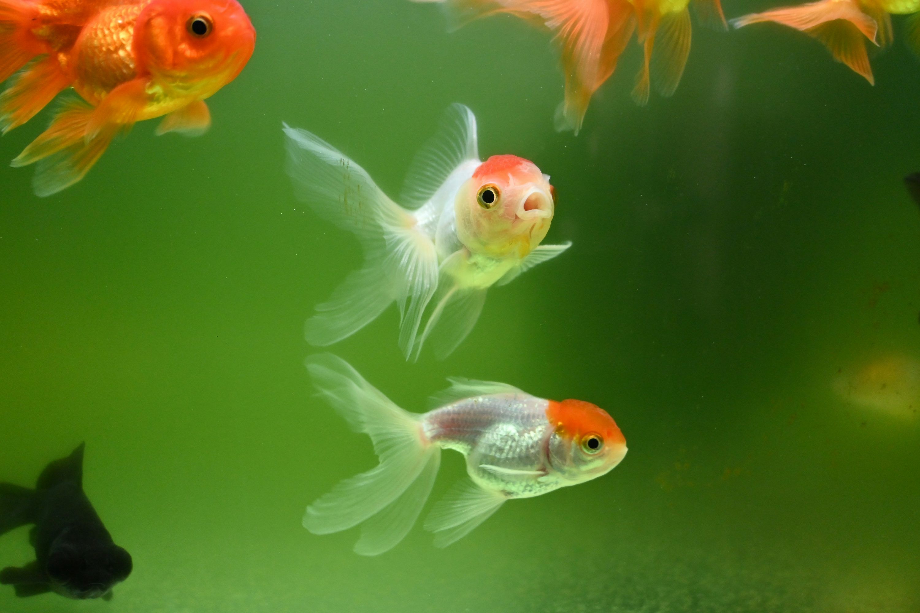 3000x2000 Gold Fish Picture. Download Free Image