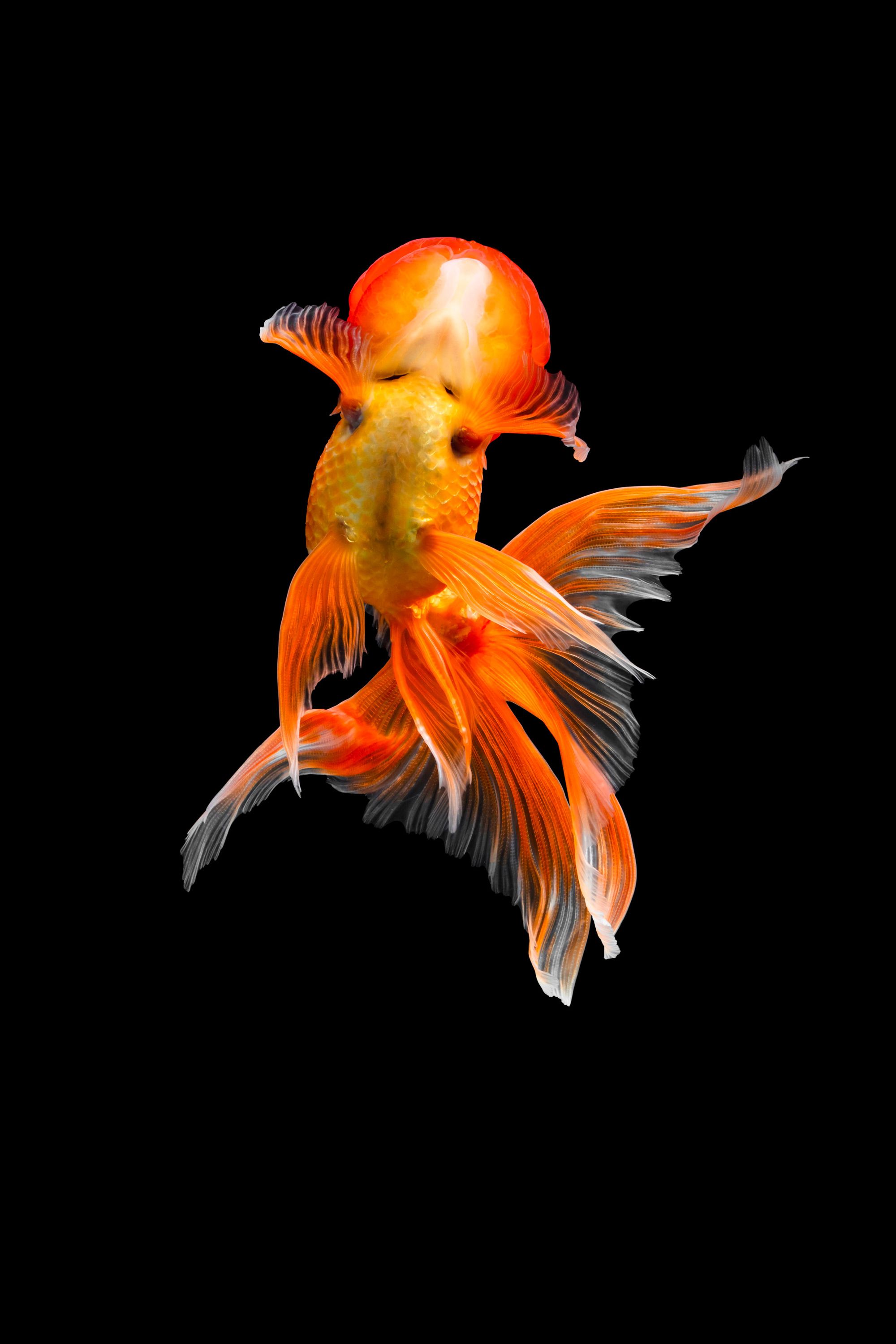 2000x3000 Richly Hued Portraits of Elegant Chinese Goldfish
