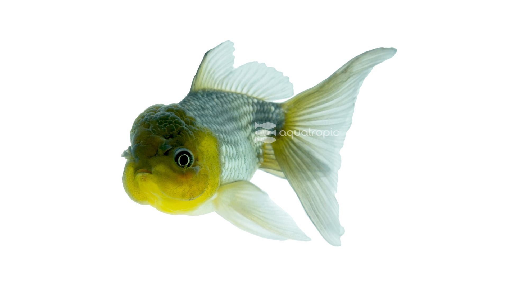 1920x1080 Blue Oranda Goldfish