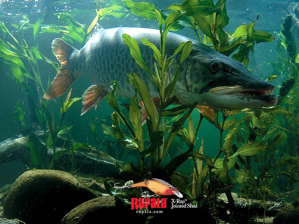 1024x768 Rapala Wallpaper