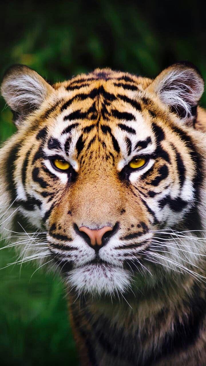 720x1280 iPhone Harimau Wallpaper