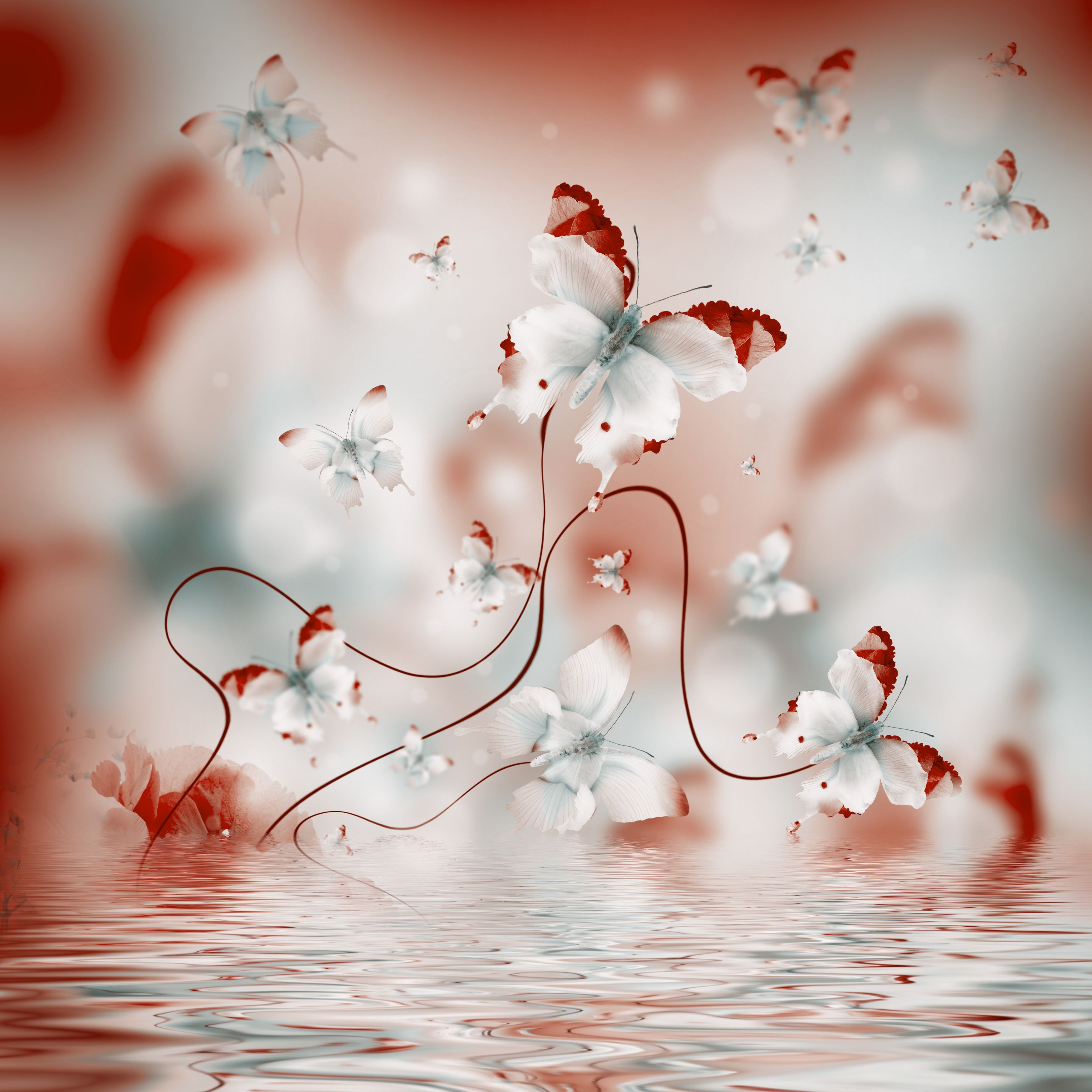 3500x3500 Free butterfly, petals 3K wallpaper for desktop and phone