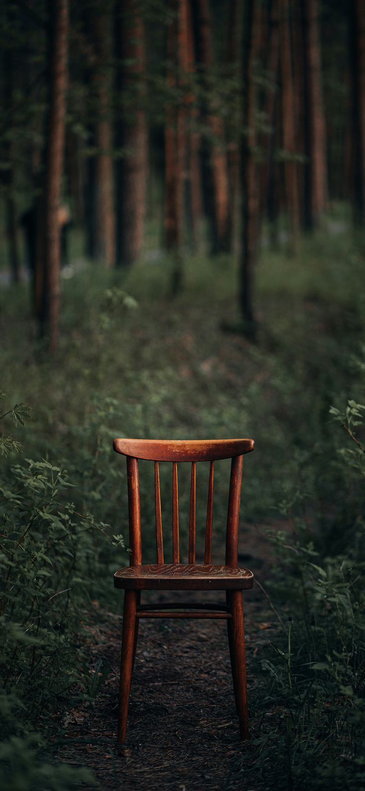 736x1594 A Tranquil Forest Chair. Rustic background hd, Nature background book photo, Simple forest background hd
