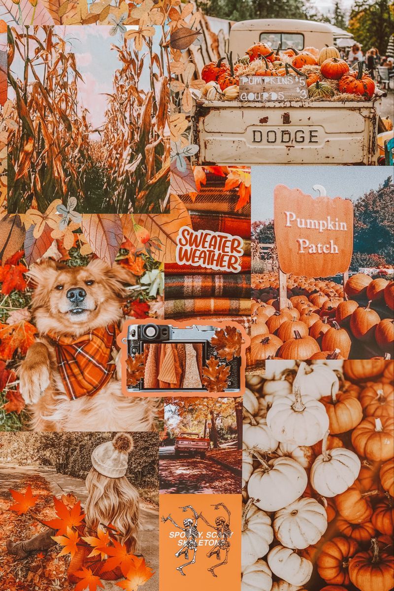 800x1200 Autumn Weather Collage Wallpaper