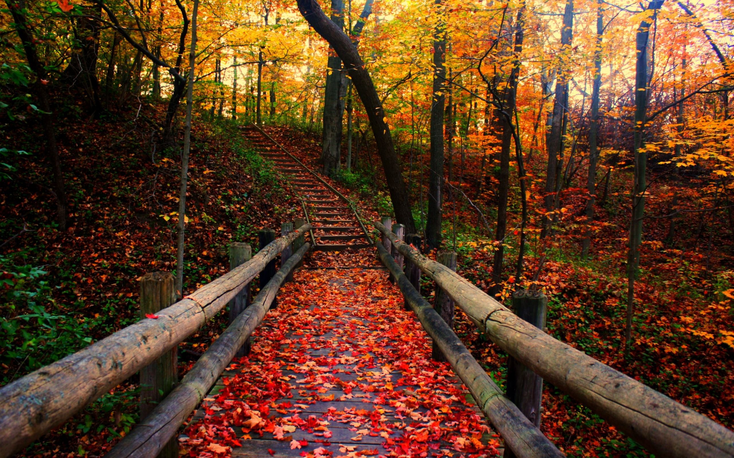 2560x1600 Autumn Journey Wallpaper
