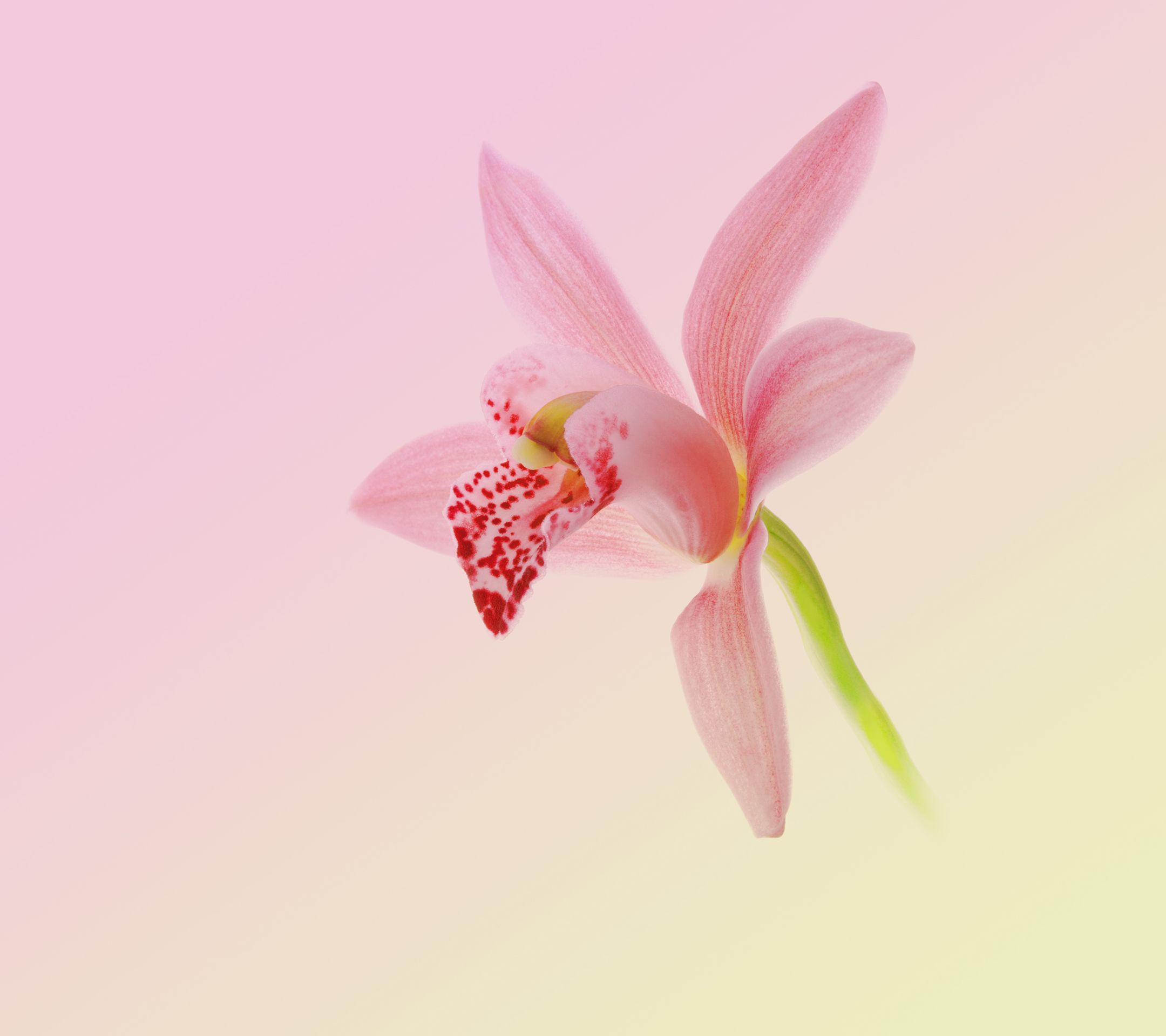 2160x1920 Download Huawei Nova 2 Stock Wallpaper