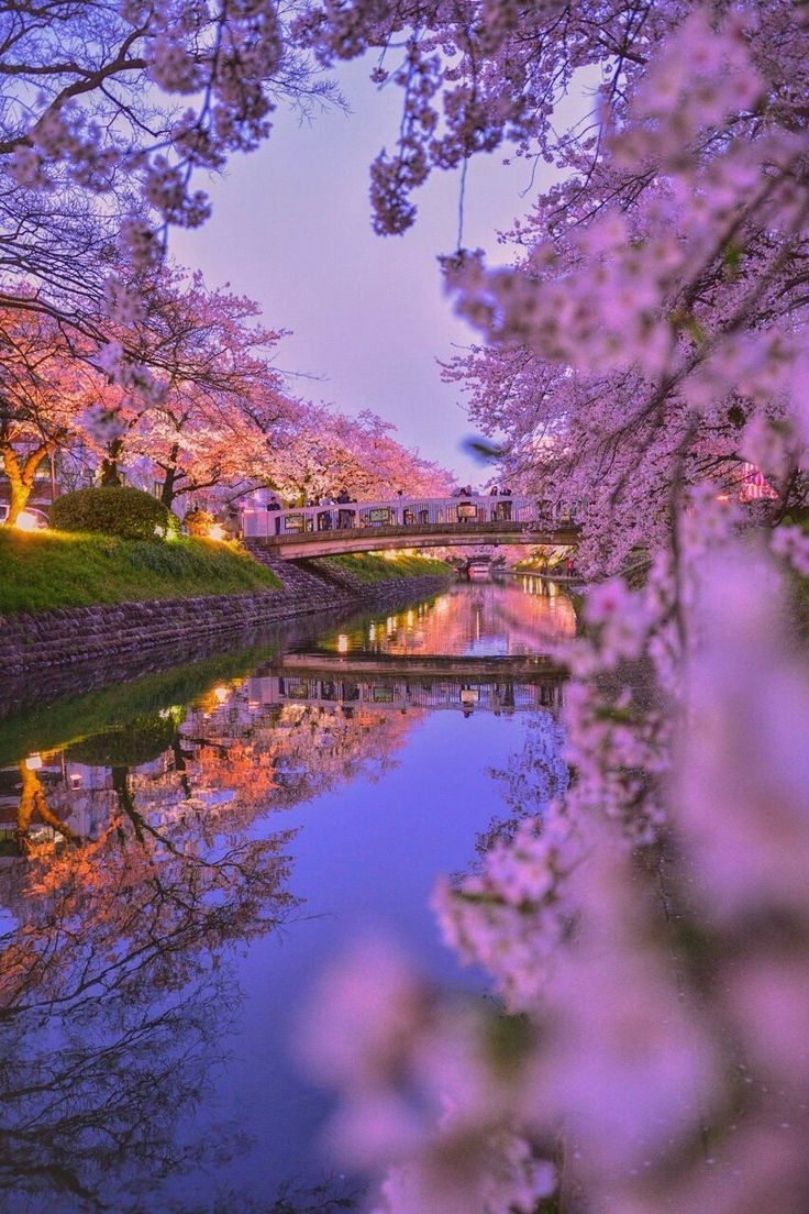 736x1104 Cherry Blossom in Toyama, Japan. Cherry blossom river wallpaper iphone, Cherry blossom reflection wallpaper, Cherry blossom river wallpaper aesthetic