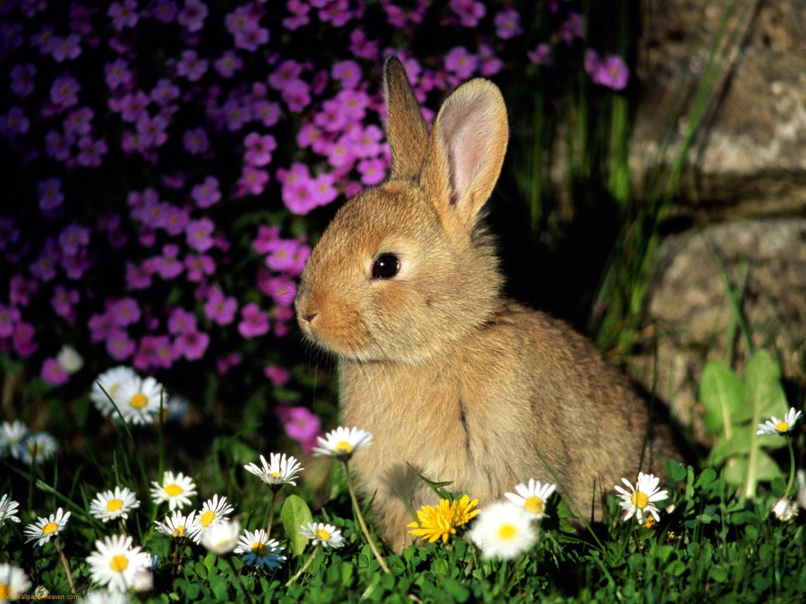 Cool Rabbit Wallpapers Top Free Cool Rabbit Backgrounds Wallpaperaccess