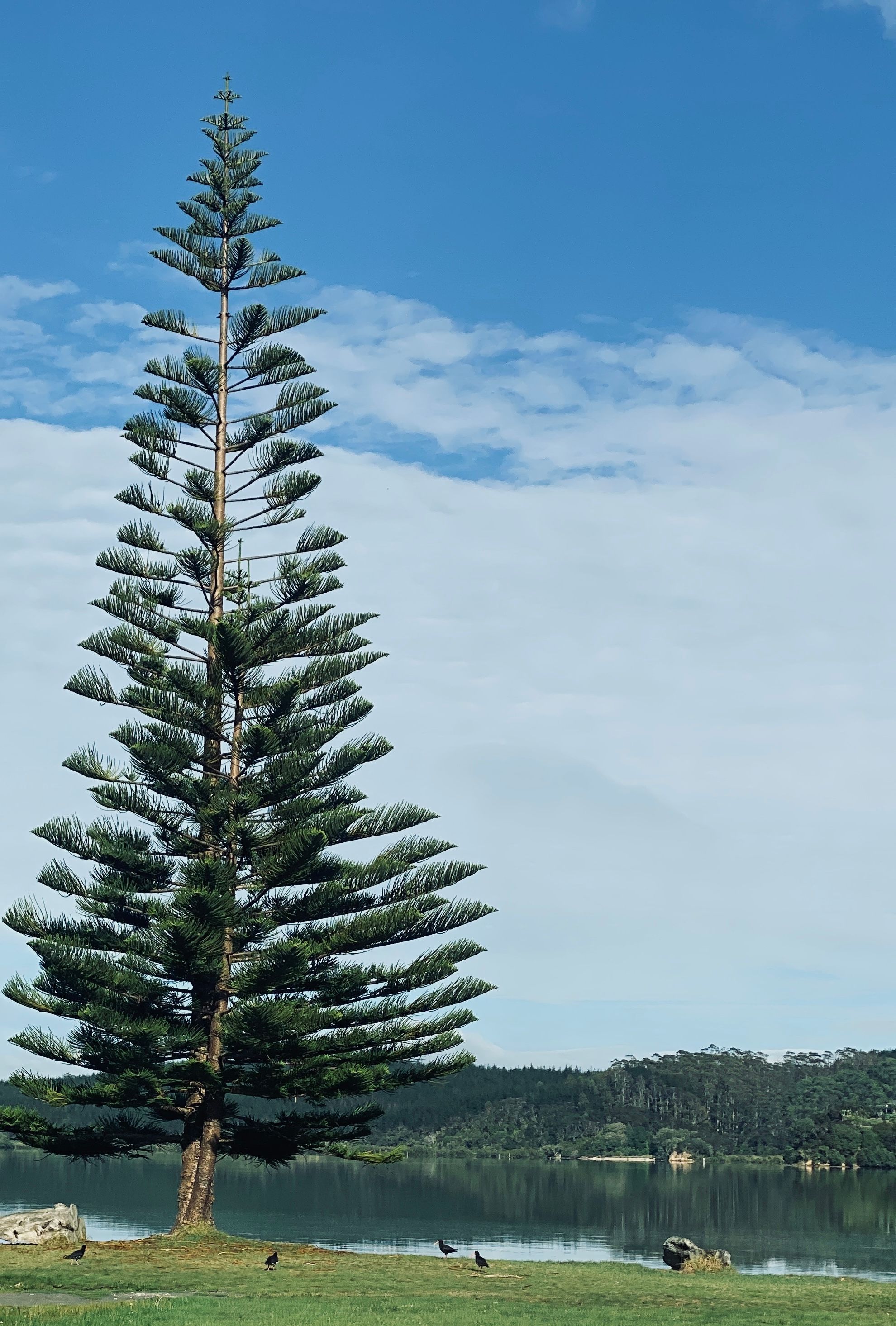 1980x2931 Norfolk Island Photo, Download The BEST Free Norfolk Island & HD Image