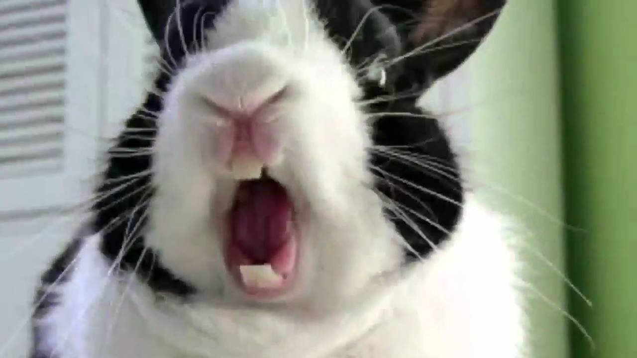 Funny Rabbit Wallpapers - Top Free Funny Rabbit Backgrounds ...