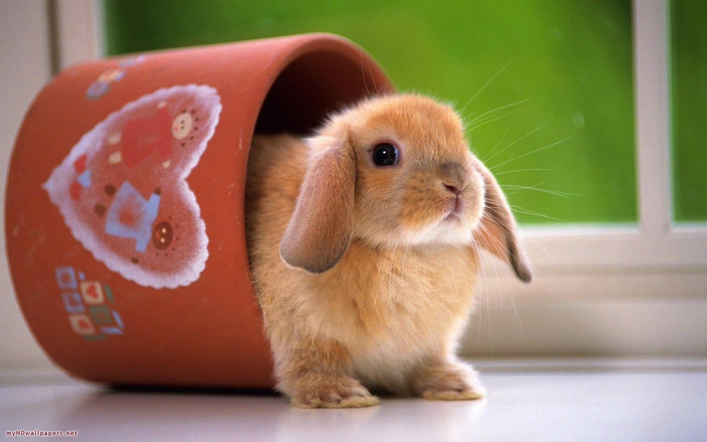 1440x900 Download Funny Rabbit Wallpaper Gallery