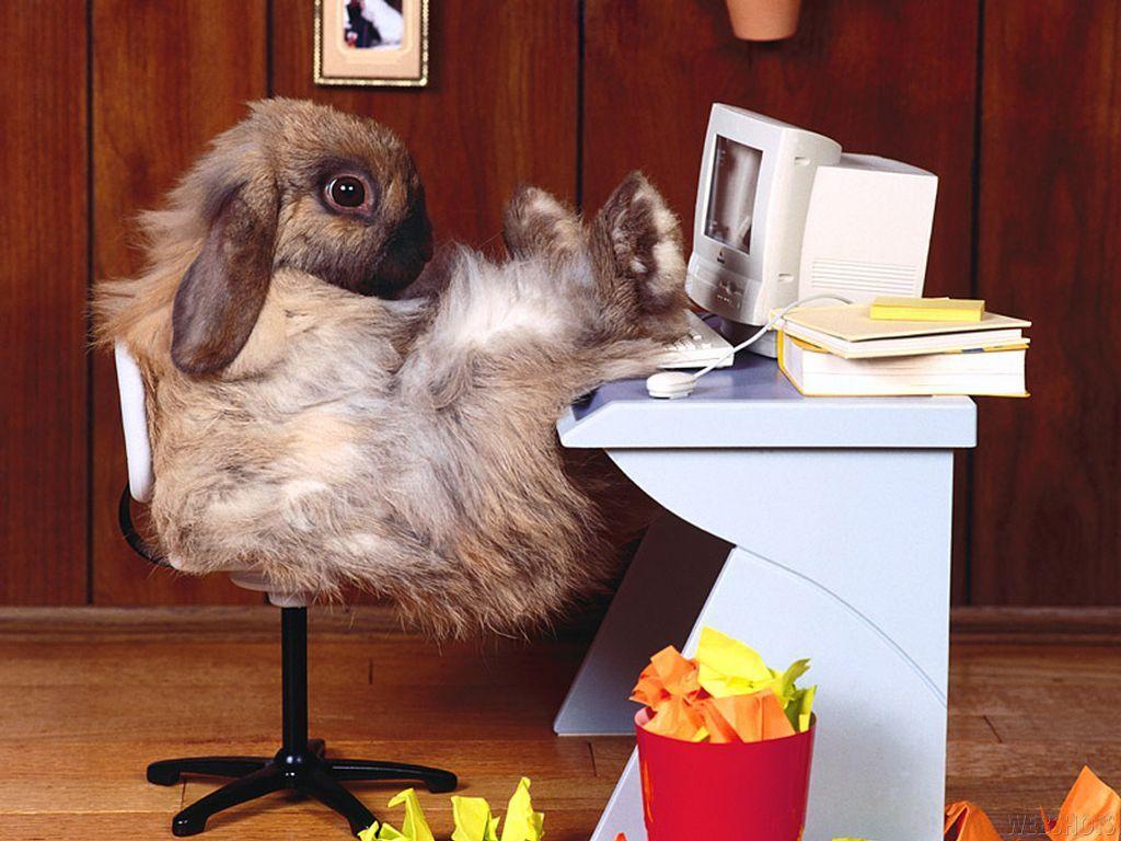 1024x768 Funny Rabbit Wallpaper