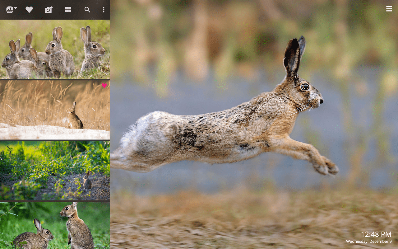 1280x800 Wild Rabbits Rabbit HD Wallpaper