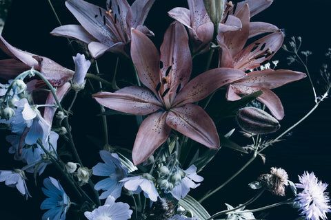 480x320 Night Lily. Wallpaper Mural Paste The Wall Canvas