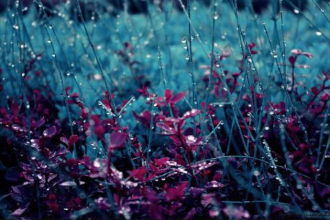 480x320 Georgeous Nature Wallpaper