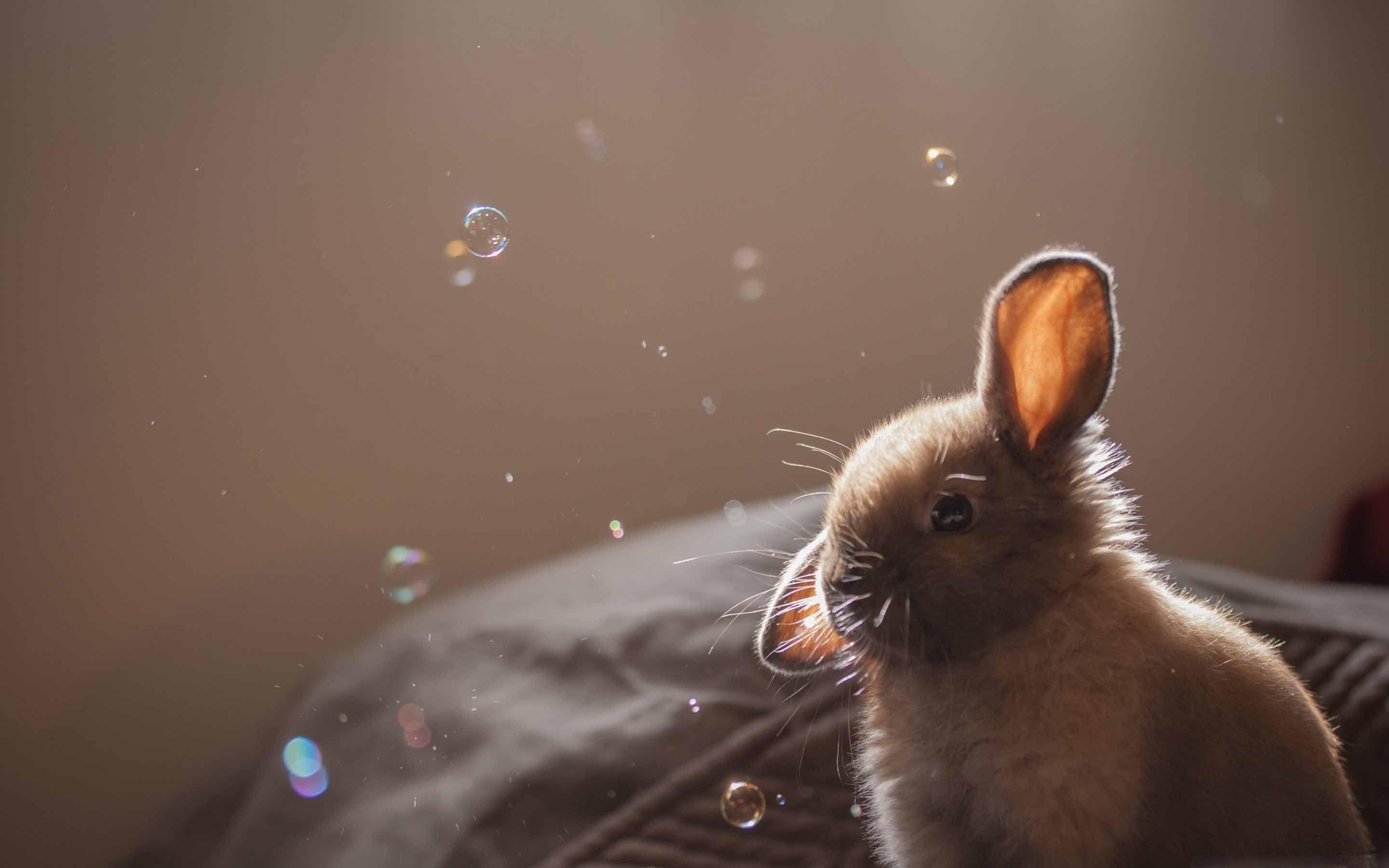 2880x1800 Cute Bunny Funny Face MacBook Air Wallpaper Download