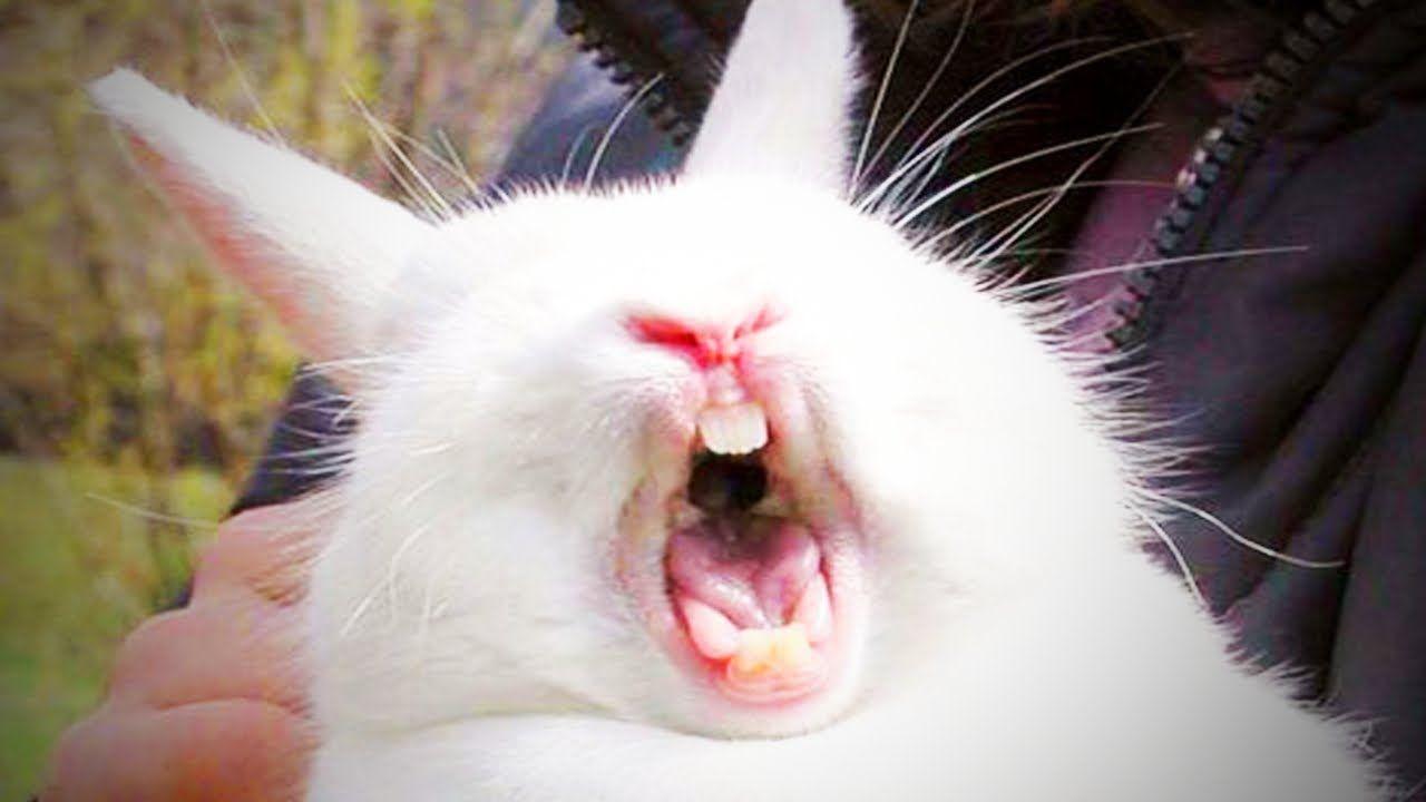 Funny Rabbit Wallpapers - Top Free Funny Rabbit Backgrounds ...