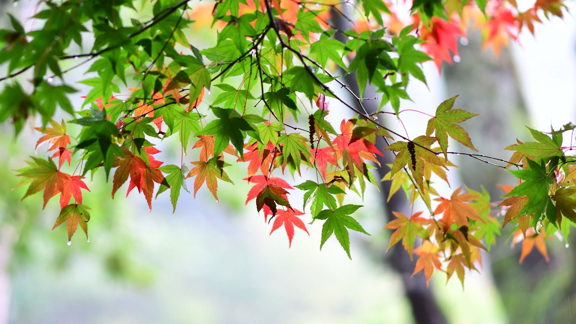 1920x1080 Green Red Leafed Tree Branches In Blur Background 4K HD Lock Screen Wallpaper
