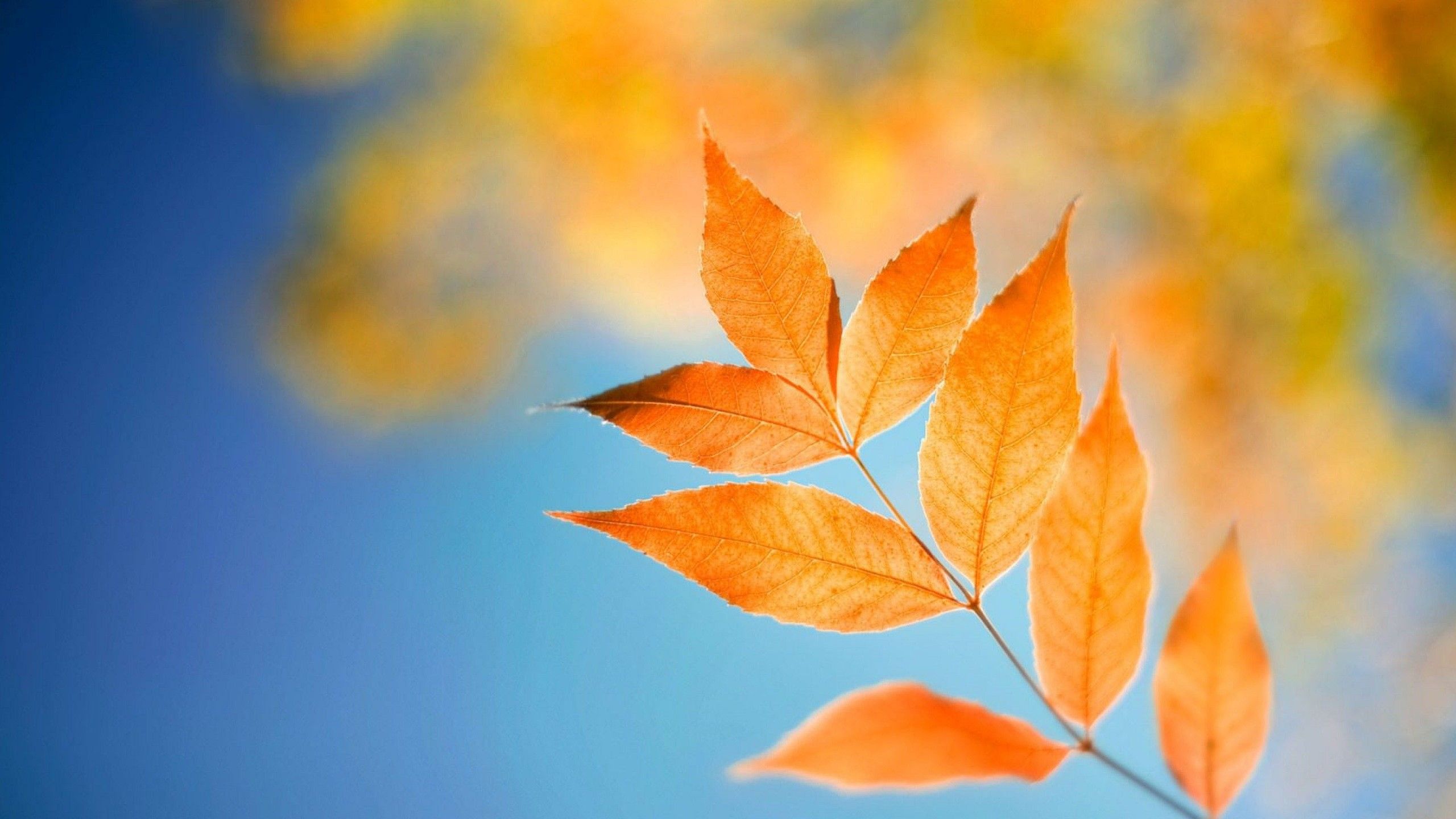 2560x1440 Yellow Leaves Blur Yellow Bokeh Background 4K HD Lock Screen Wallpaper