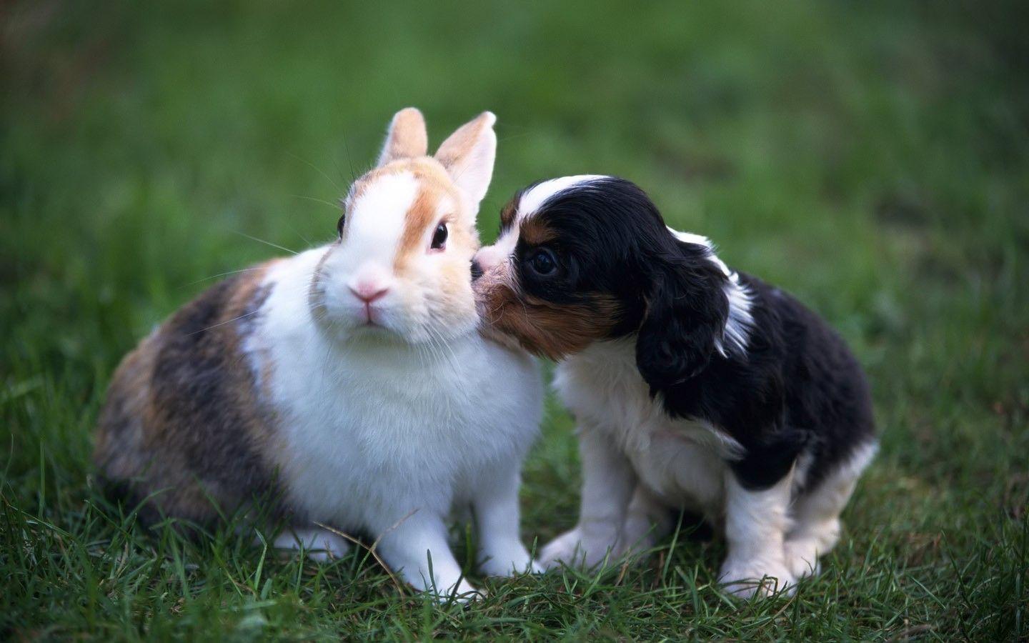 1440x900 White Rabbit Wallpaper