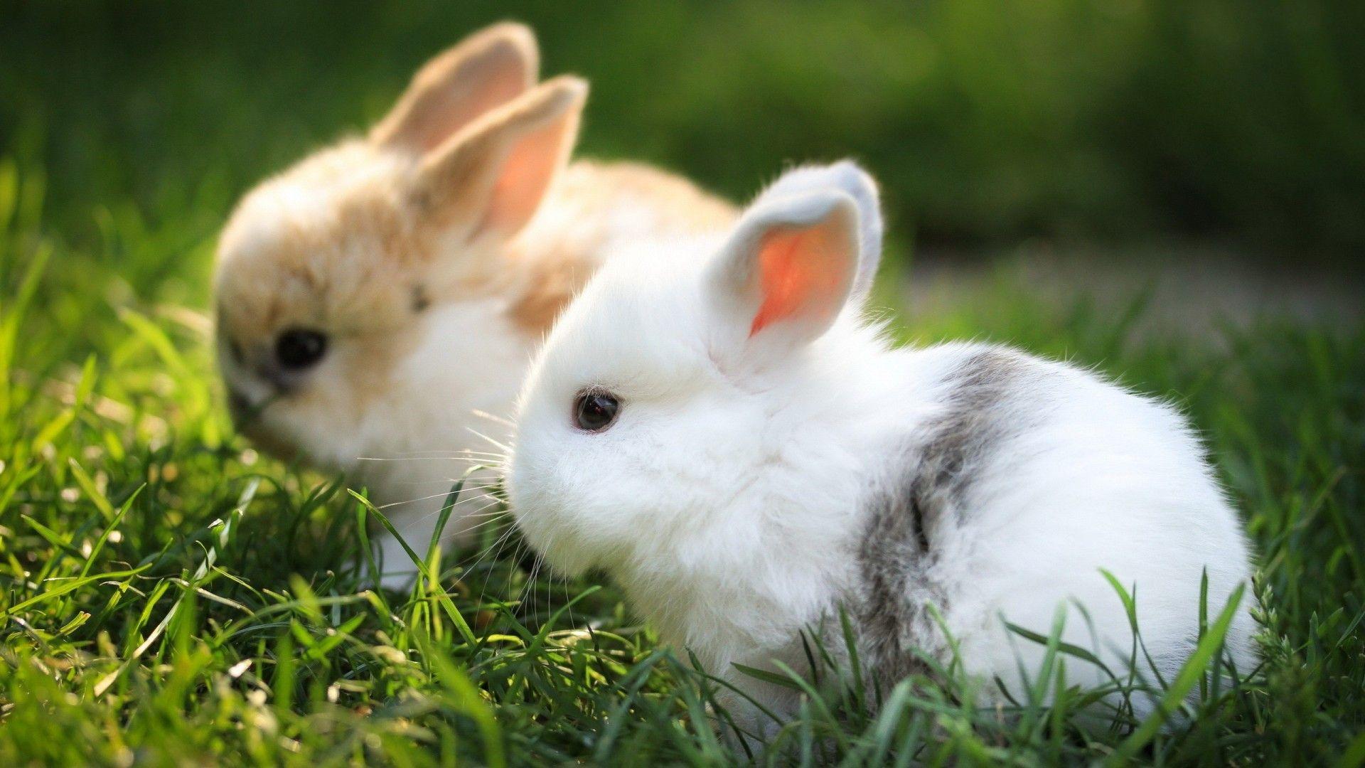 1920x1080 Cute Bunny Picture