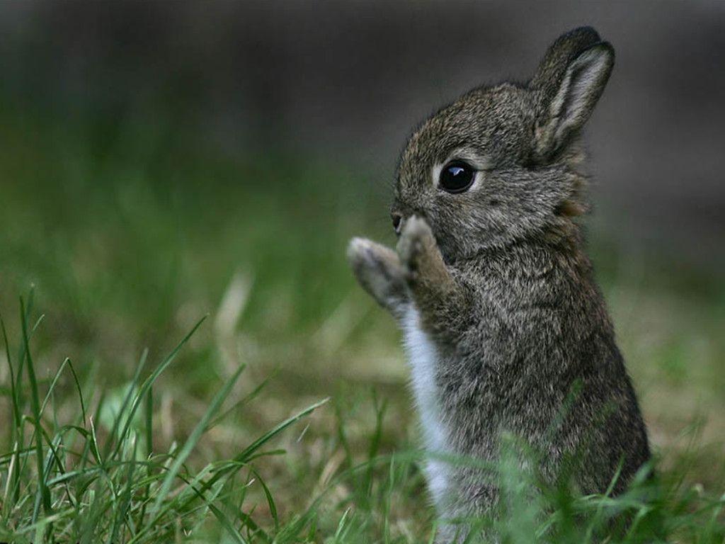 1024x768 Baby Bunny Wallpaper
