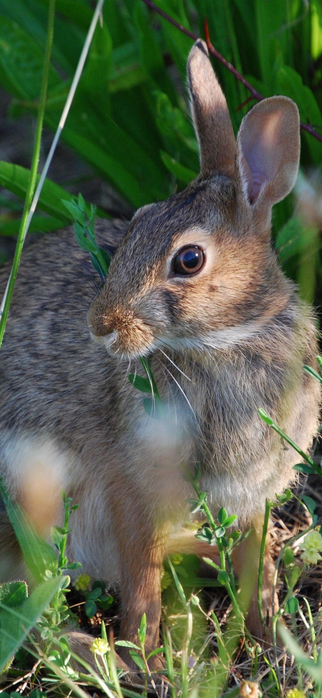 1125x2436 Wild Rabbit, Plants 1125x2436 IPhone 11 Pro XS X Wallpaper, Background, Picture, Image