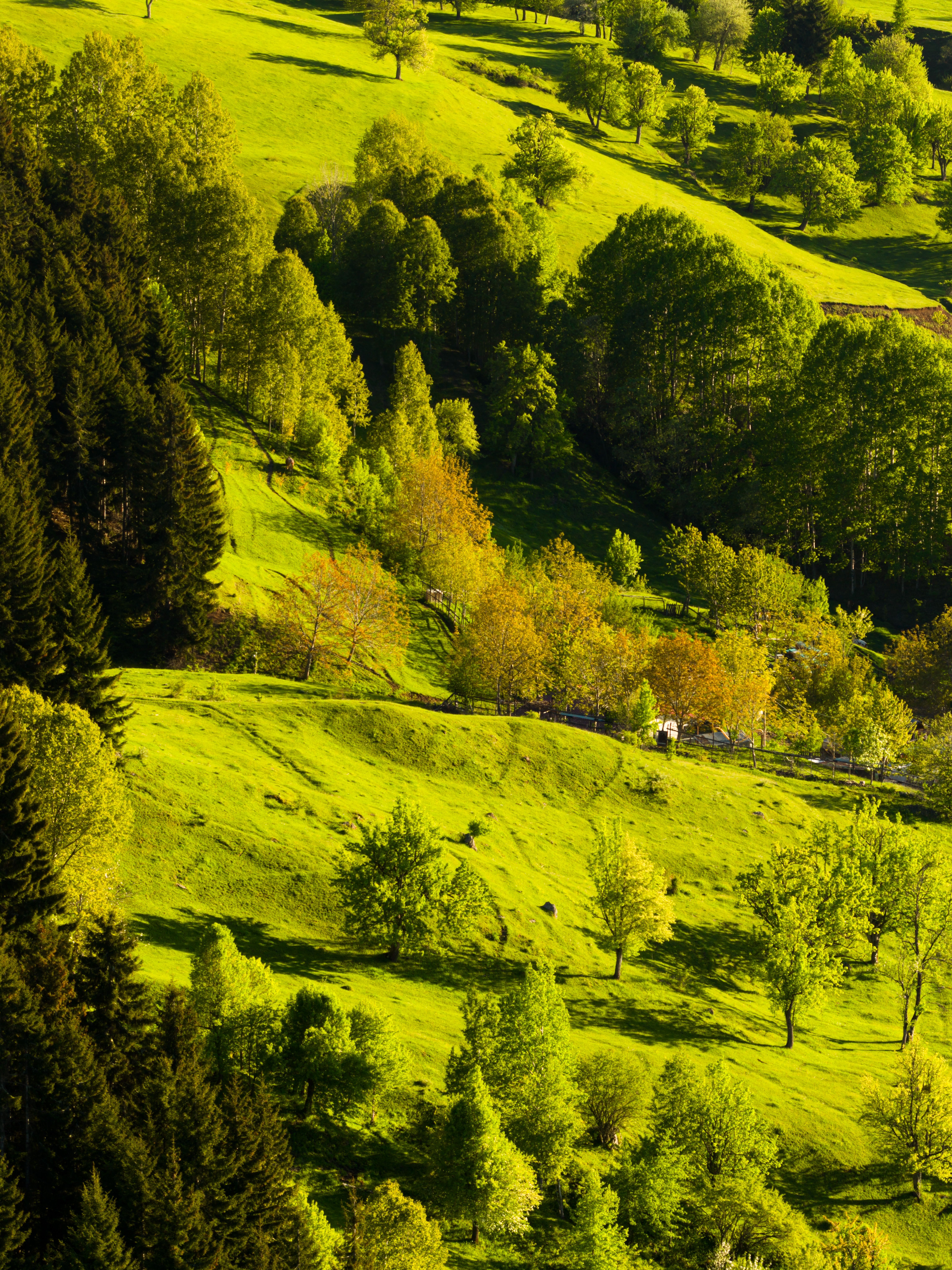 6136x8184 Lush Green Landscape in Artvin, Türkiye · Free