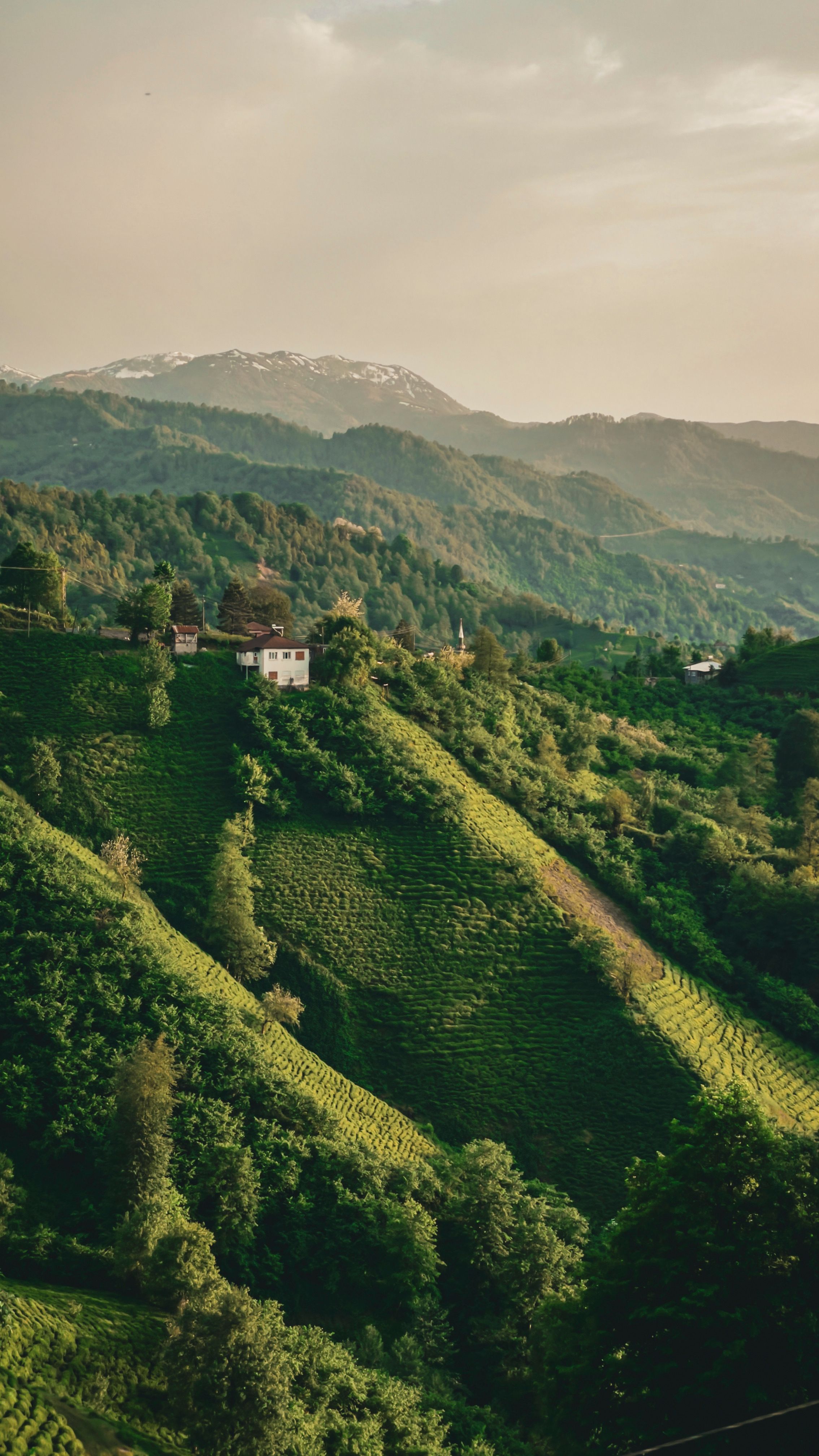 2268x4032 Lush Green Hills of Artvin, Türkiye at Sunset · Free