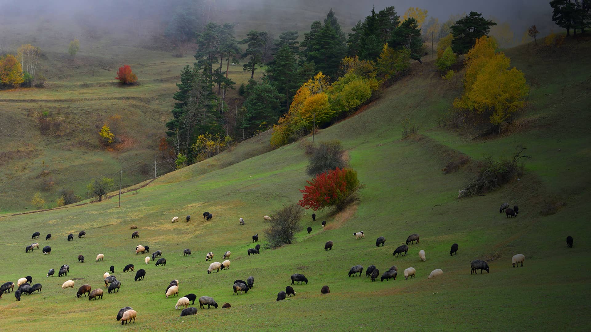 1920x1080 Discover Artvin Through Its Scents. Go Türkiye