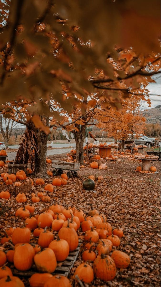 675x1200 Kürbissuppe für eine herbstliche Kürbissuppe. Fall festival wallpaper, Fall autumn aesthetic wallpaper, Pumpkin patch wallpaper