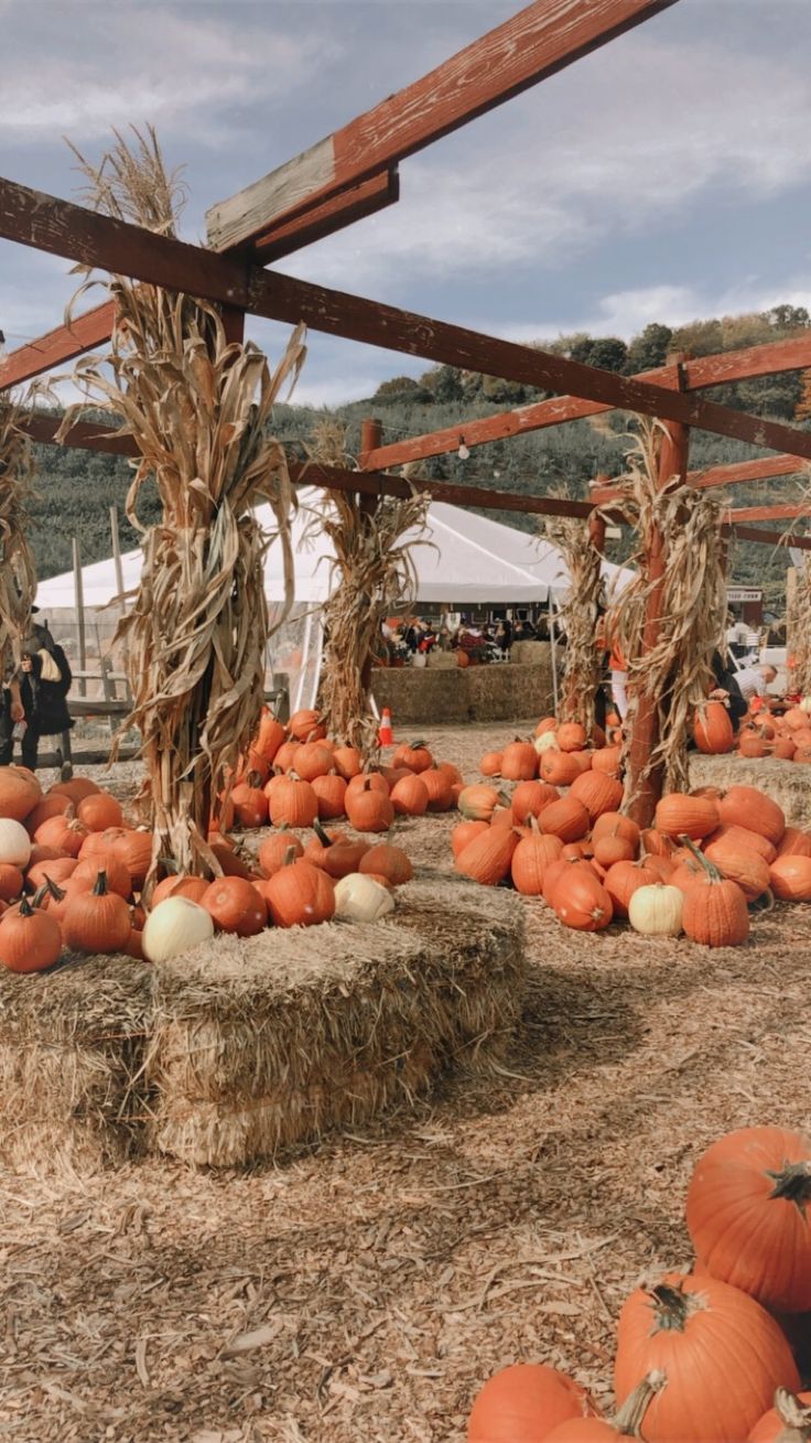 736x1309 Pumpkin patch