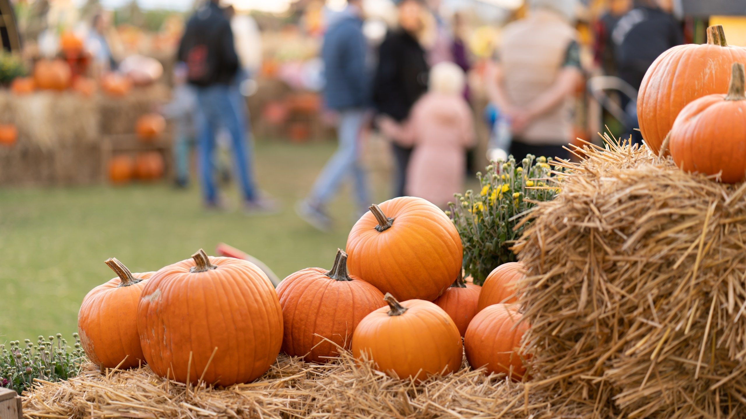 2560x1440 Fall festivals, events near Dayton, Ohio 2024