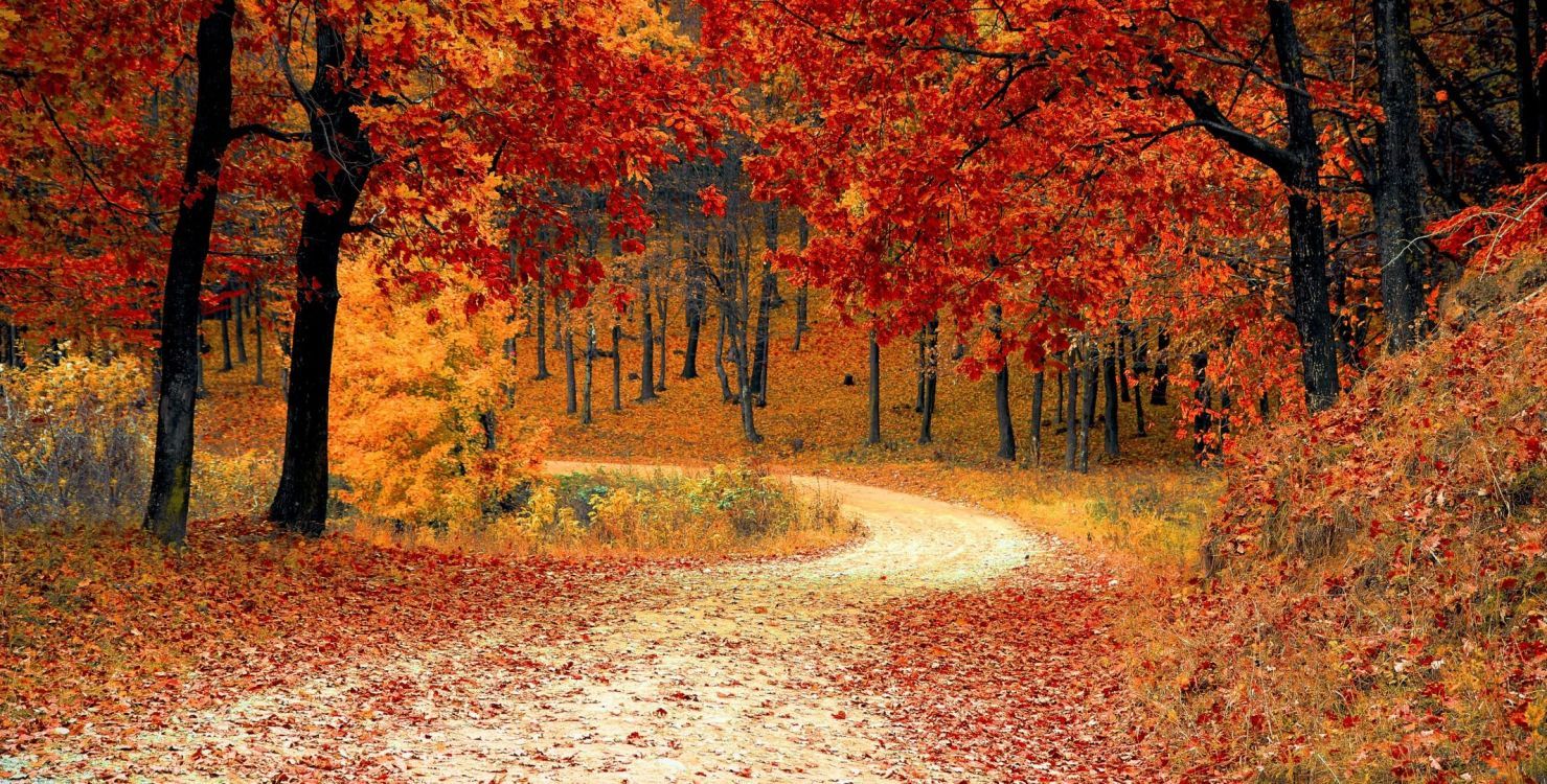 1479x750 Wallpaper Fall Festive, Autumn, Holiday, Mid Autumn Festival, Brown, Background Free Image