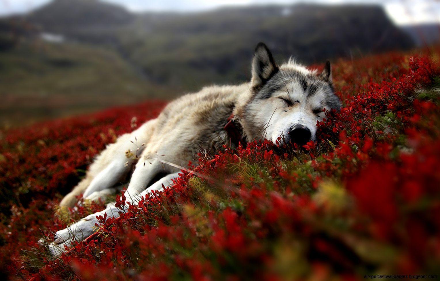 1528x976 Wolf Wallpaper