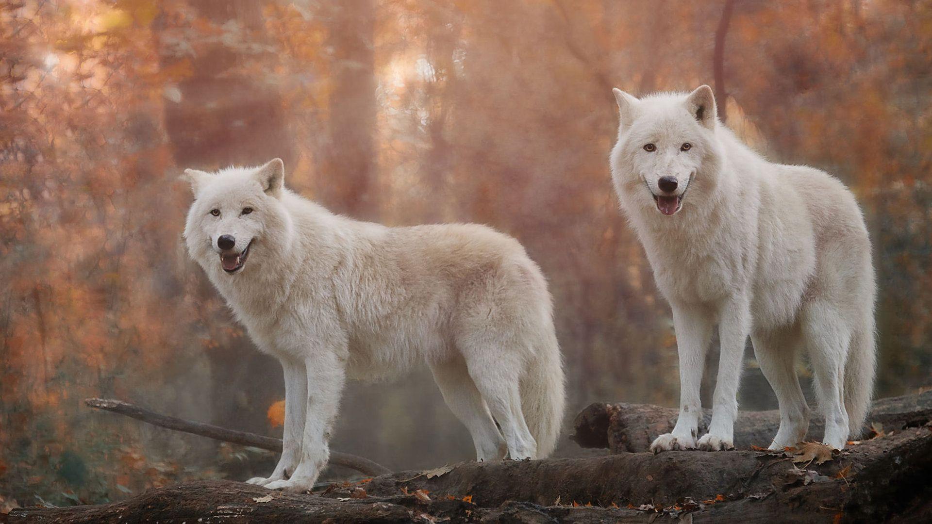 1920x1080 Download 1080p White Wolf Computer Wallpaper Id Background Wolf Wallpaper HD HD Wallpaper