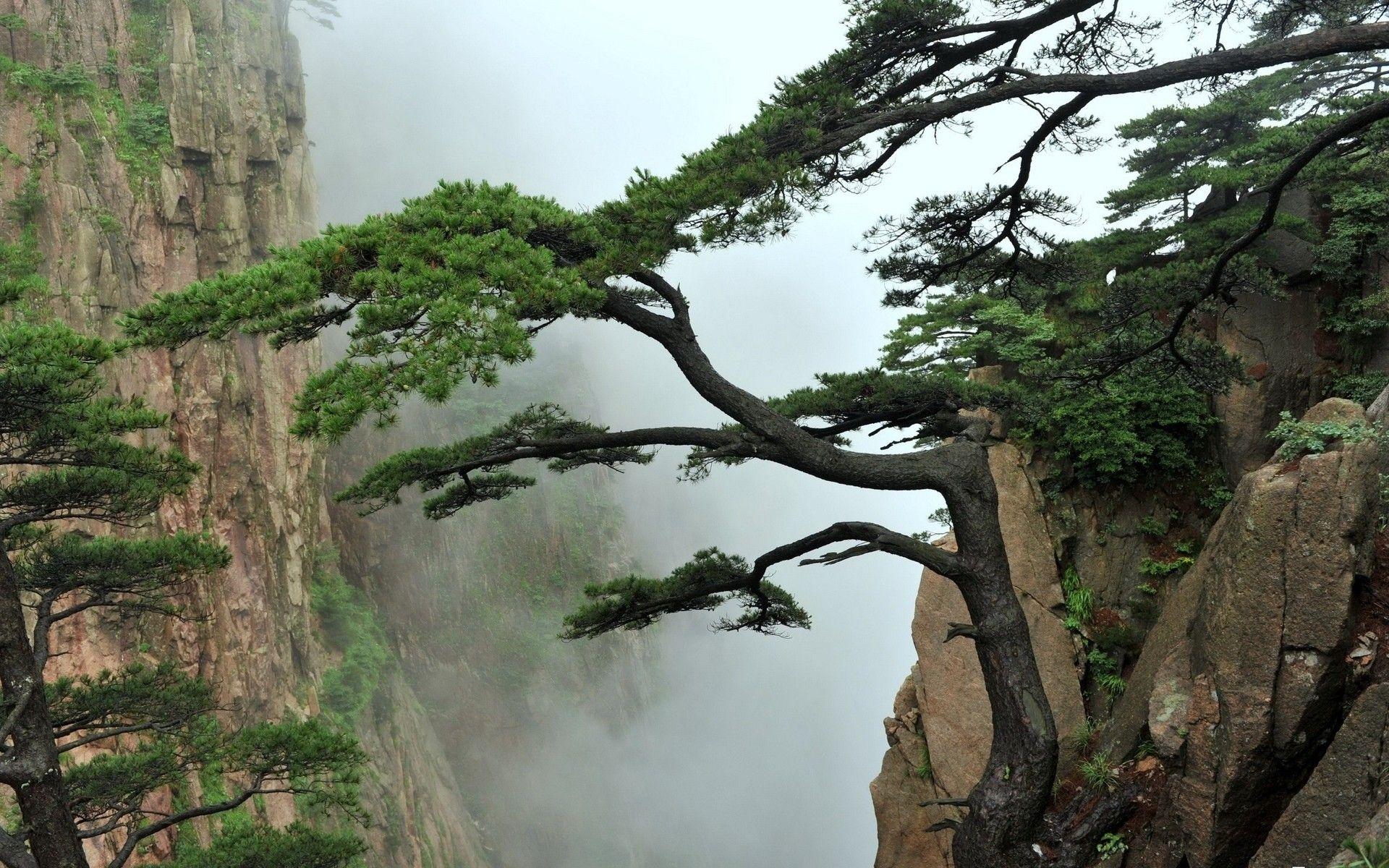 1920x1200 Cây: Cảnh quan thiên nhiên Núi sương mù Cây sương mù Kiểu Á Đông
