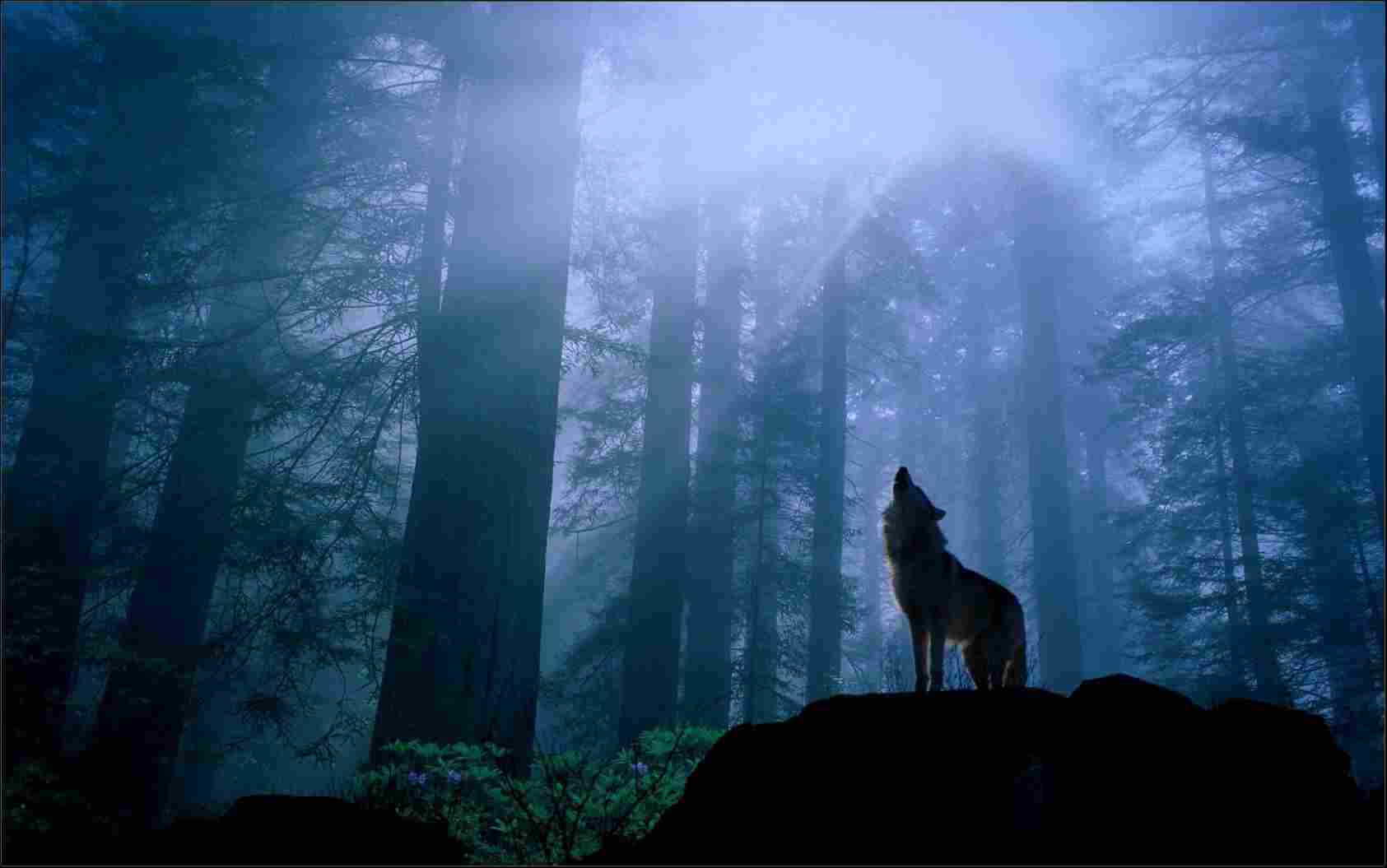 1685x1055 Free HD Wolf Wallpaper Download