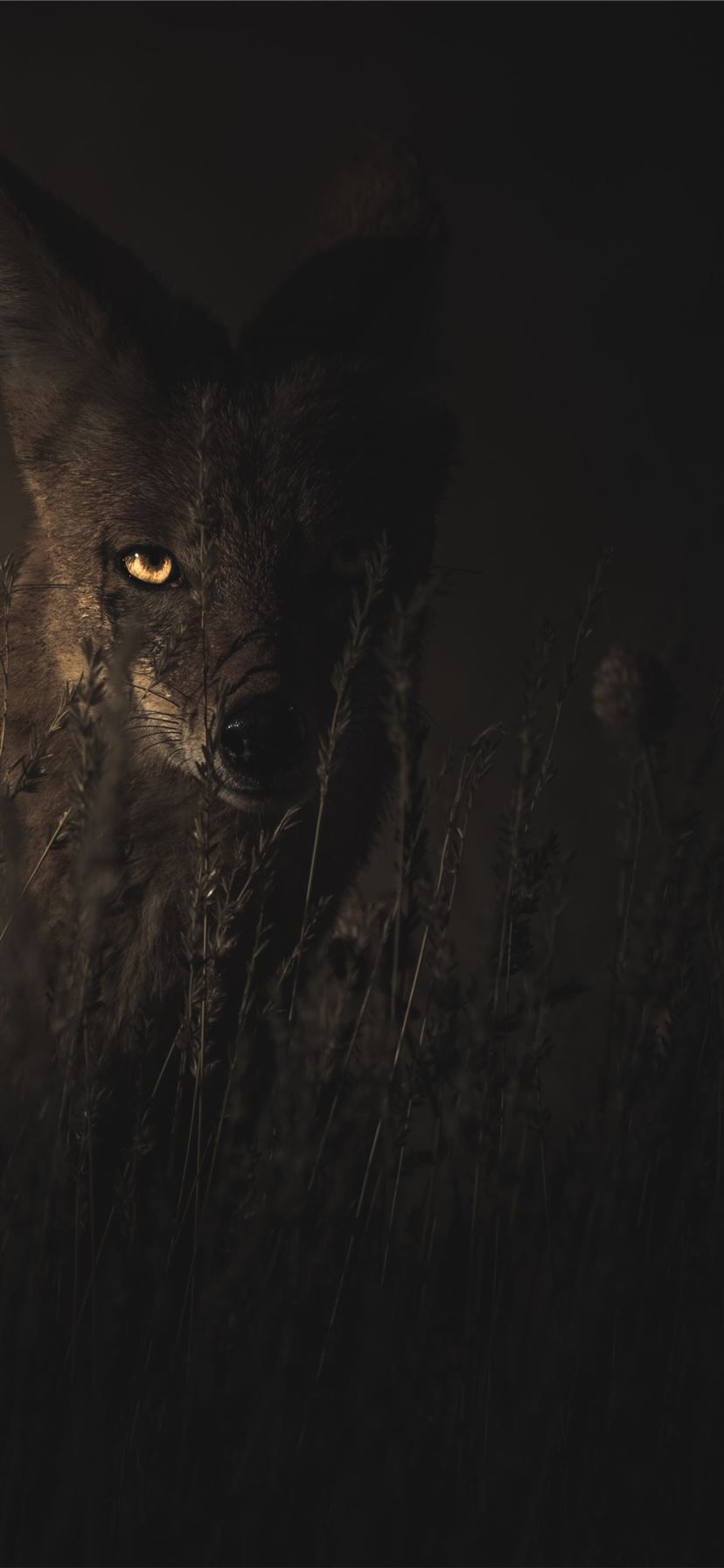 828x1792 selective focus photography of fox iPhone 11 Wallpaper Free Download