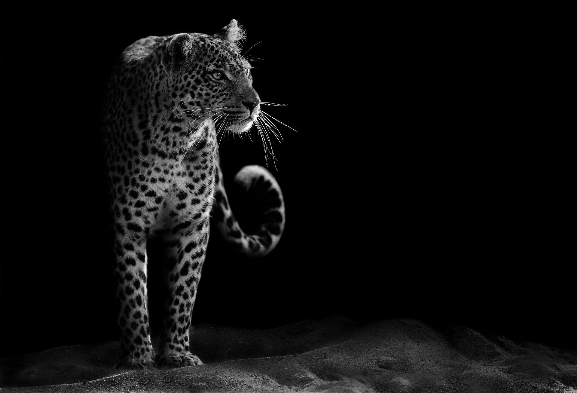 1920x1307 Majestic Black & White Leopard HD Wallpaper